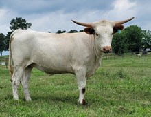 Heifer calf 2023 All In BCB x MArrowDesigner