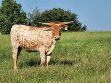 Heifer calf 2023 Hello Darlin x Adora