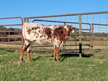 Steer calf 2024 Whiskey Bent x Platinum Fire