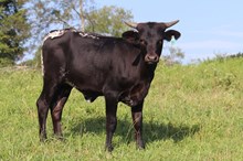 Heifer calf 2023 BlackMarket x Rumor