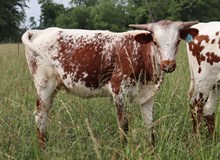 Heifer calf  2023 Black Market x Just Prissy