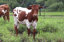 Heifer calf 2023 BlackMarket x UpTheAnte