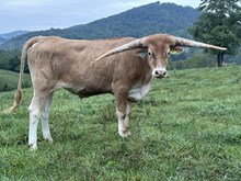 22-46 Steer