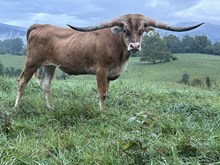 22-60 Steer