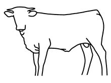 bull calf - Platinum Chex x Sugar Ring