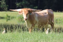 Steer calf 2023 Hello Darlin' x Painted